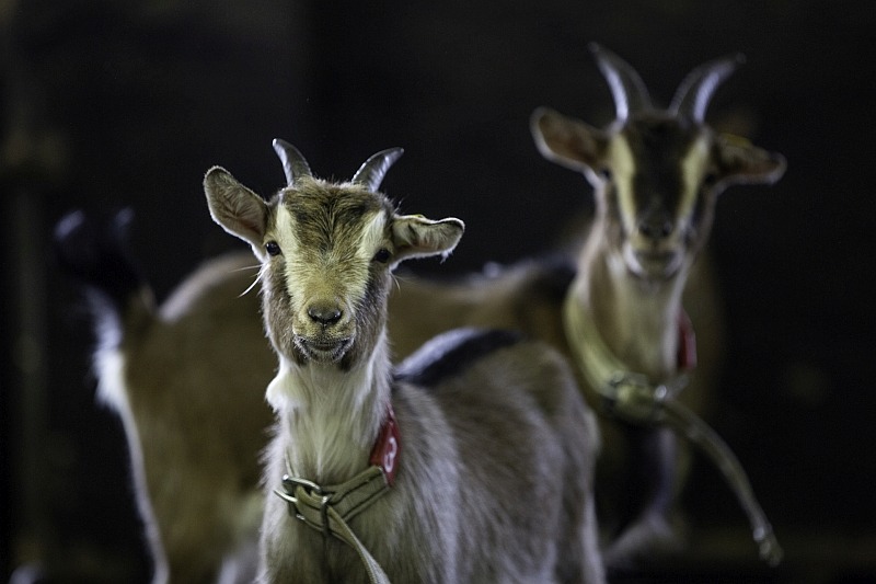dwarf-goats